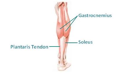 Calf Muscles Anatomy